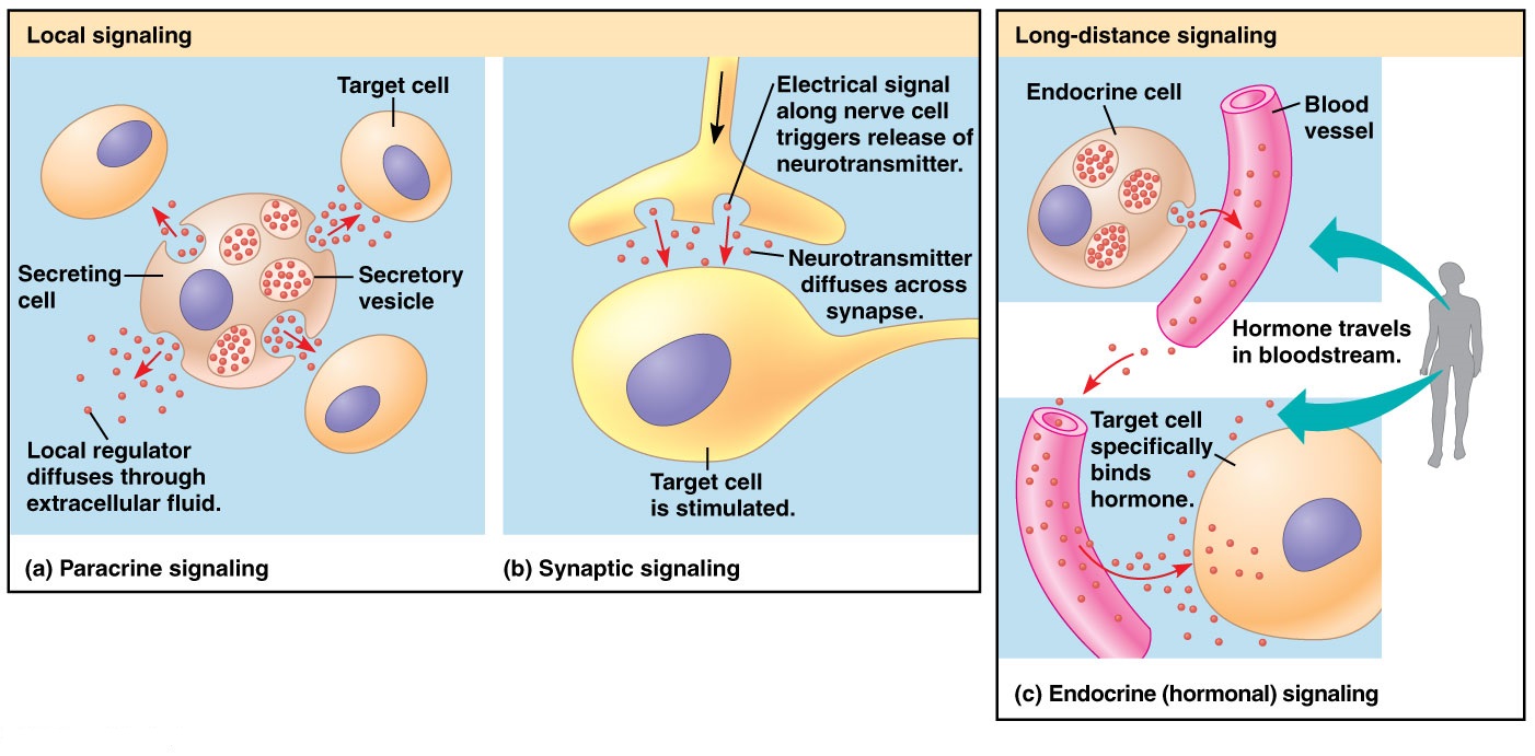 Local/long distance cell Signaling