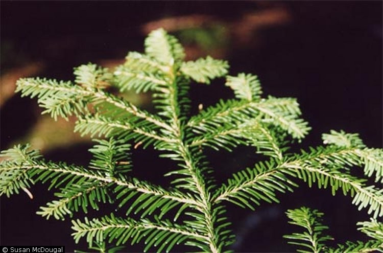 Pinophyta