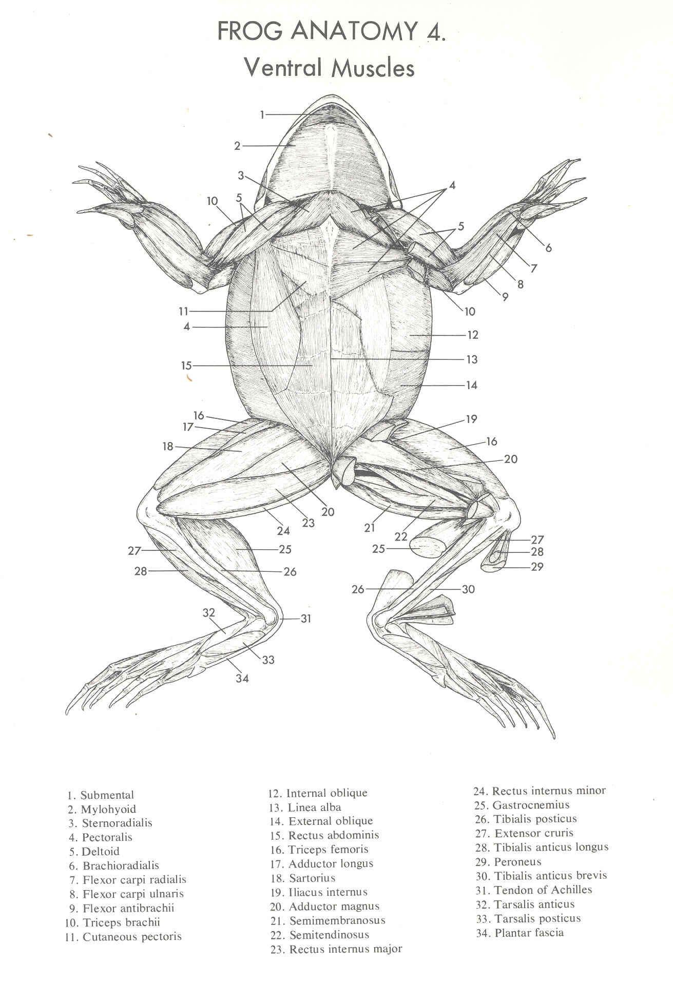 Frog Anatomy