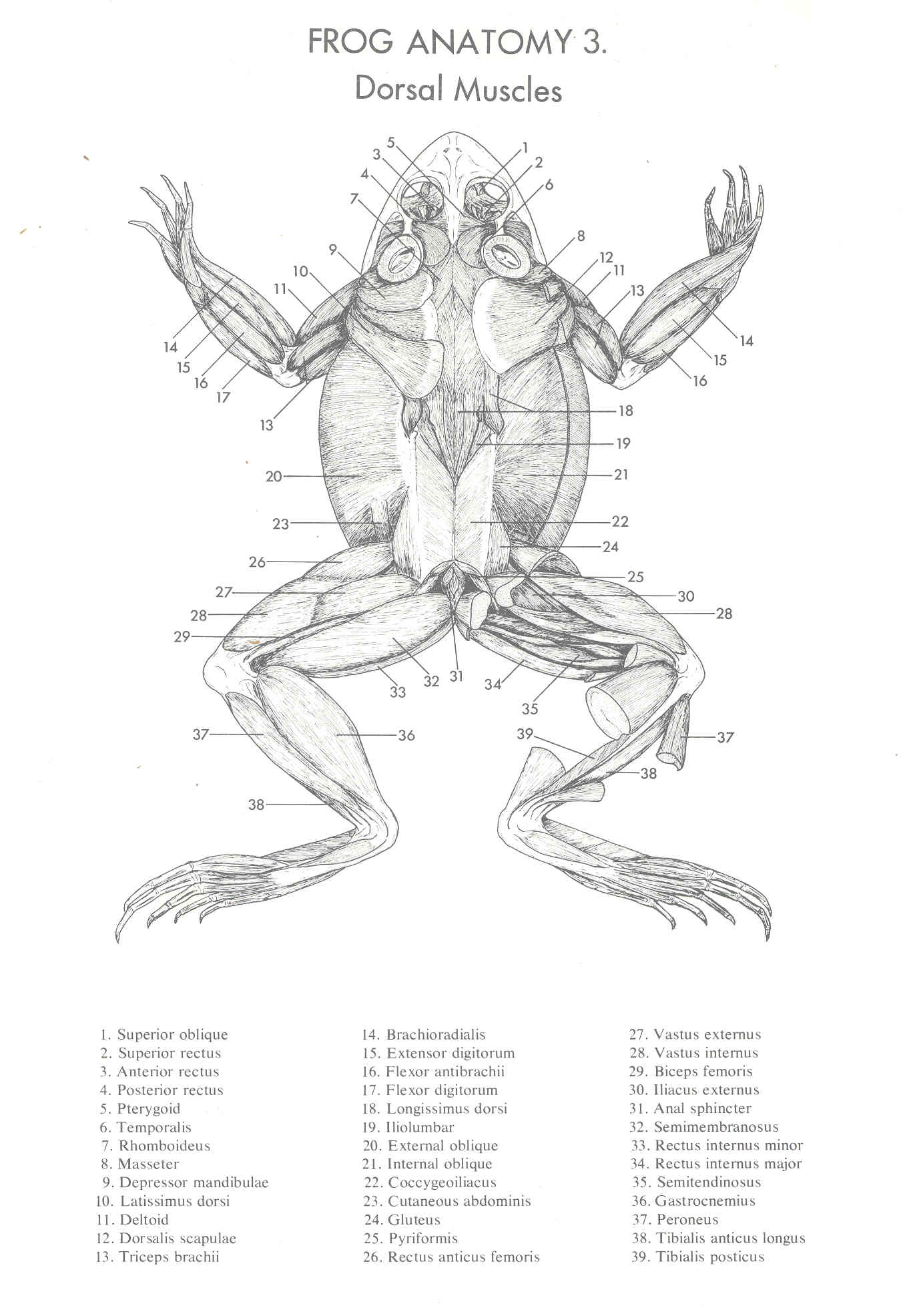 Frog Anatomy