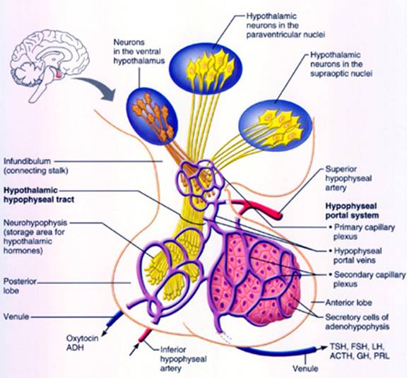 Hypothalamus