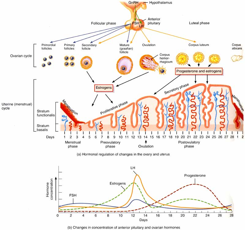 ovarian cycle