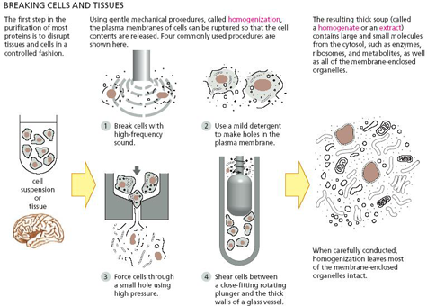 Homogenization