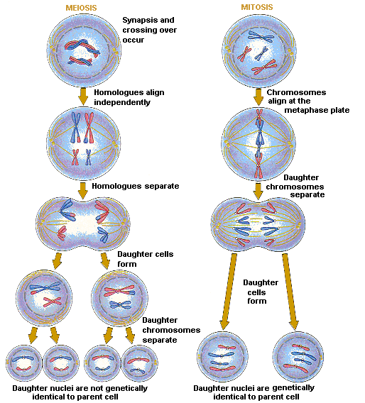 Mitosis vs. Meiosis