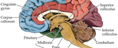 Image of Brain Structures