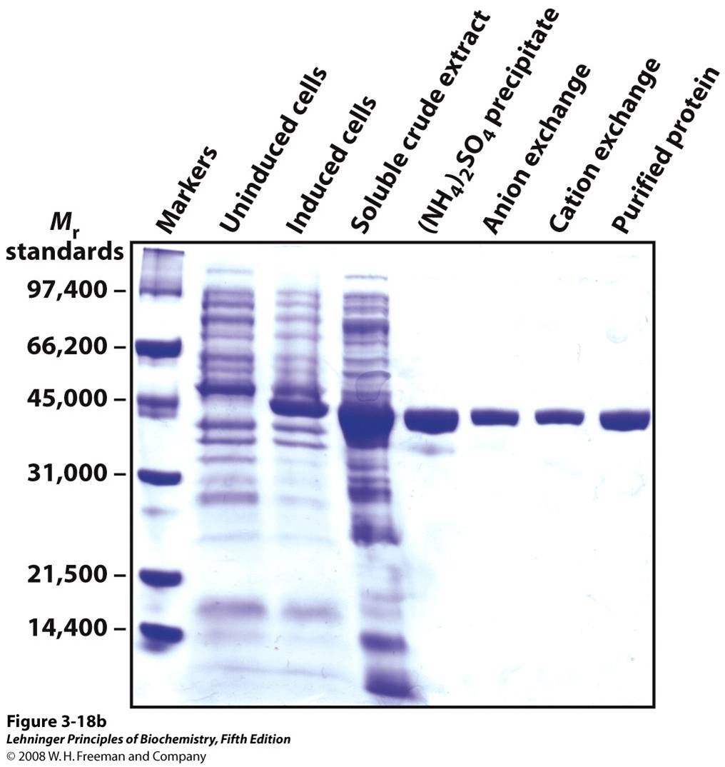 Proteins can be visualized after electrophoresis by treating the gel