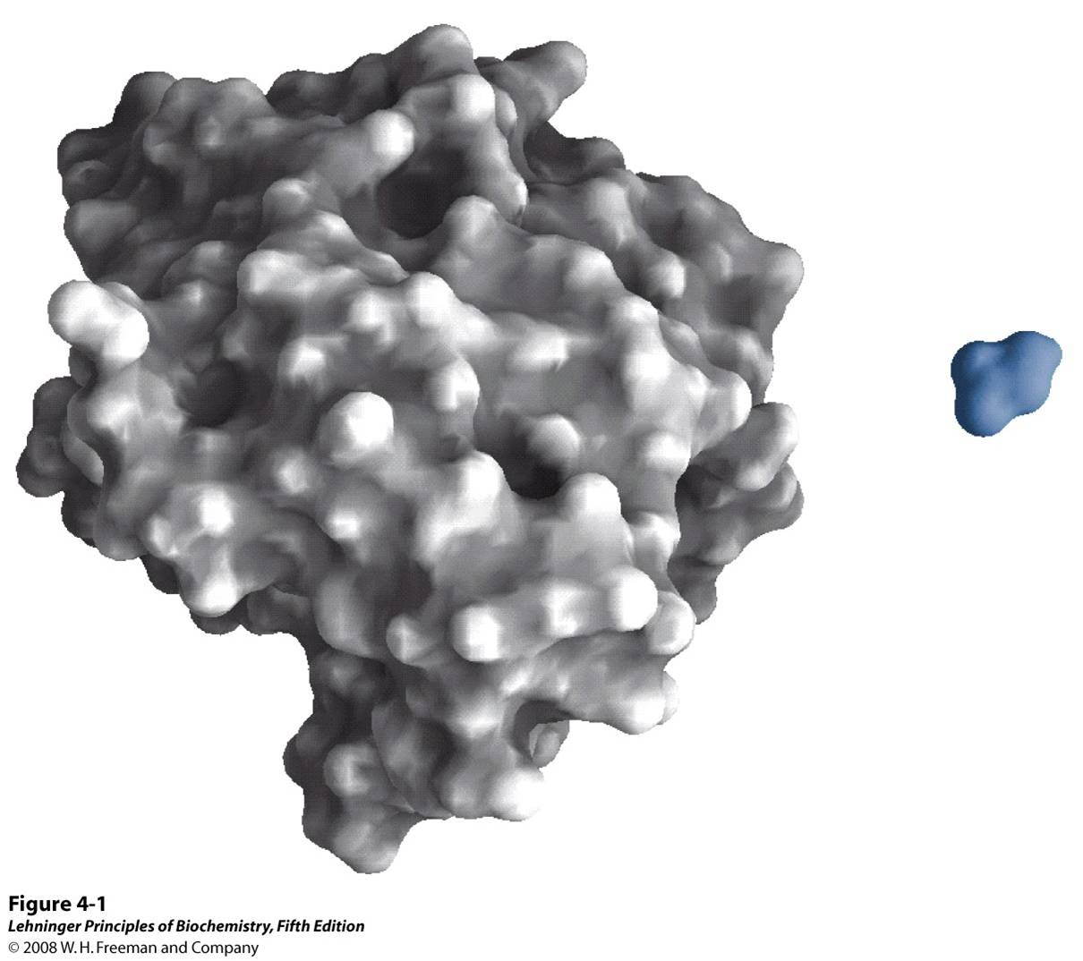 Structure of the enzyme chymotrypsin, a globular protein