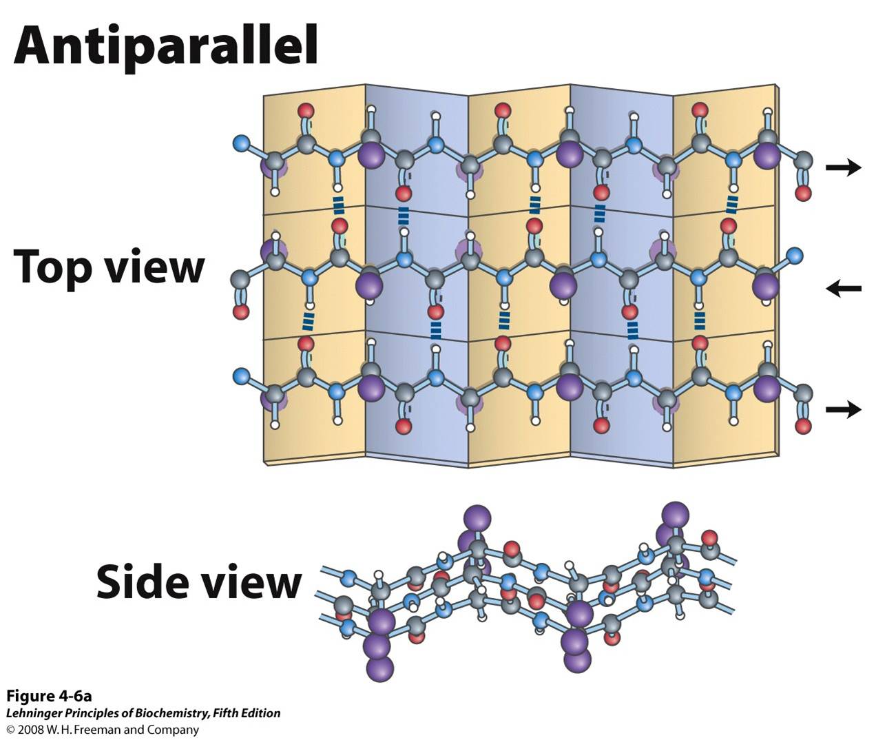 The β conformation of polypeptide chains