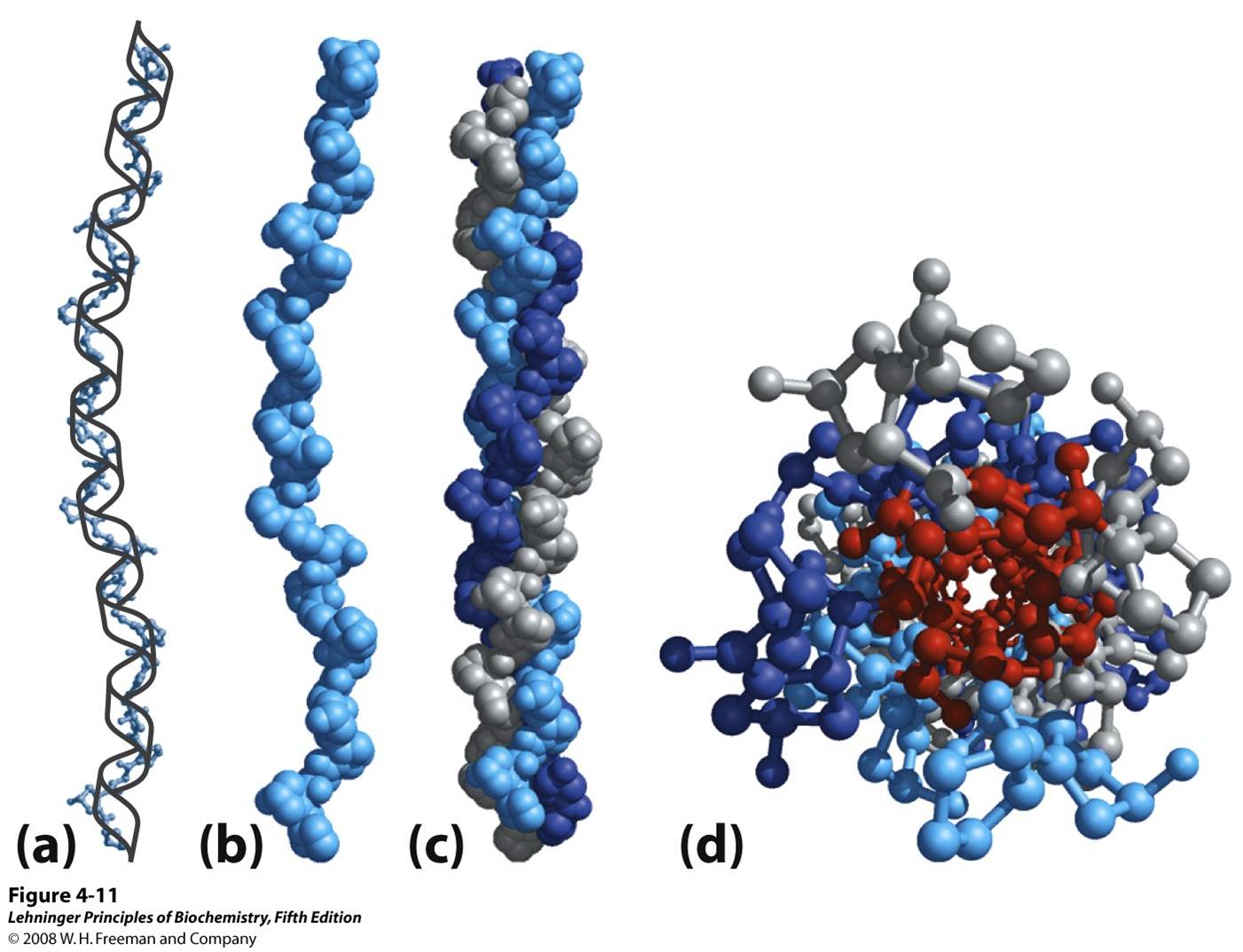 Structure of collagen