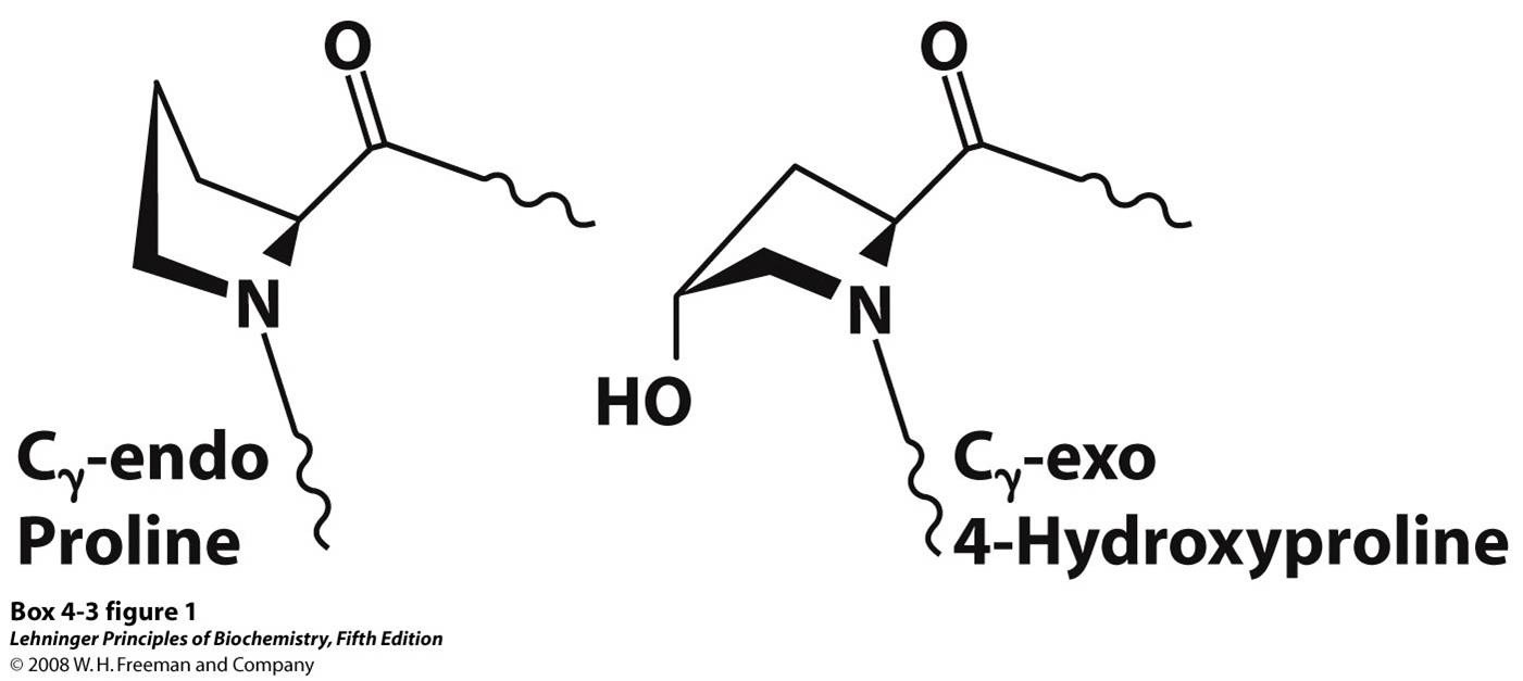 The Cγ-endo conformation of proline and the Cγ-exo conformation of 4-hydroxyproline