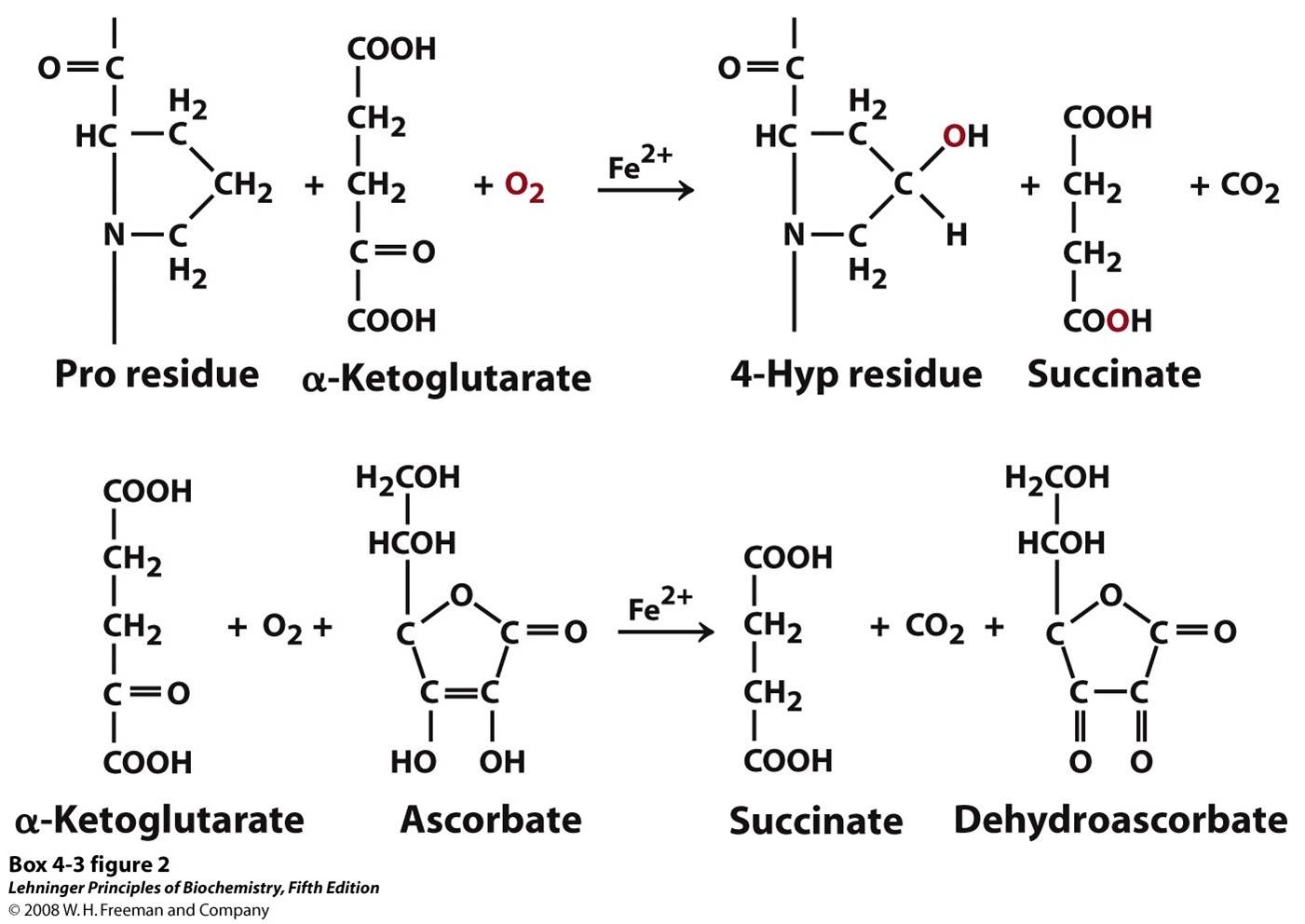 Reactions catalyzed by prolyl 4-hydroxylase