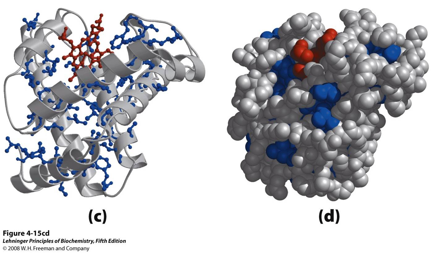 (PDB ID 1MBO) Orientation of the protein is similar in