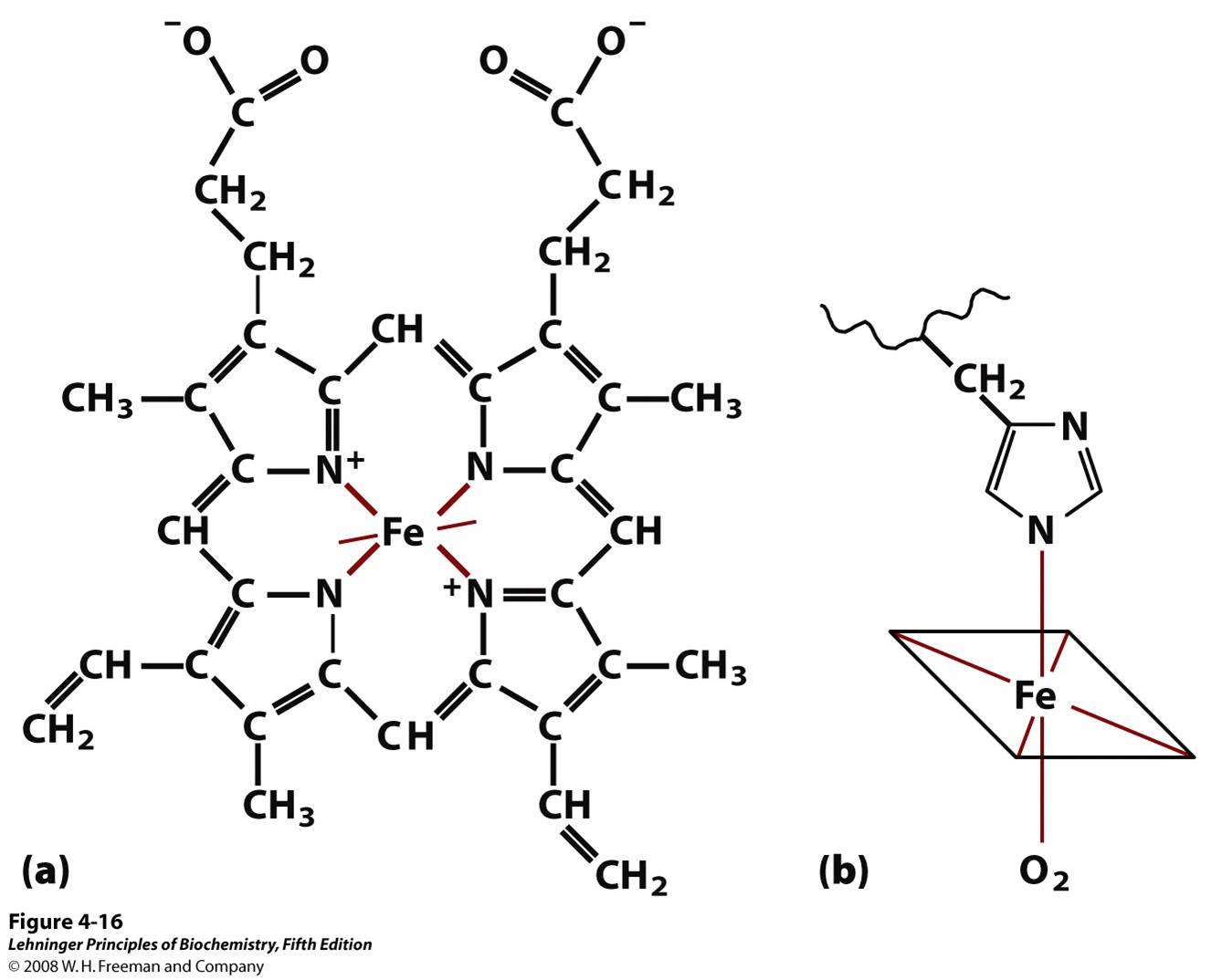 The heme group