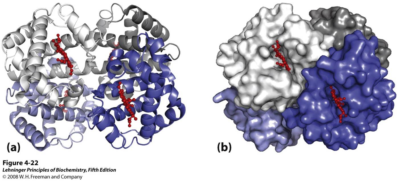 Quaternary structure of deoxyhemoglobin. (PDB ID 2HHB)