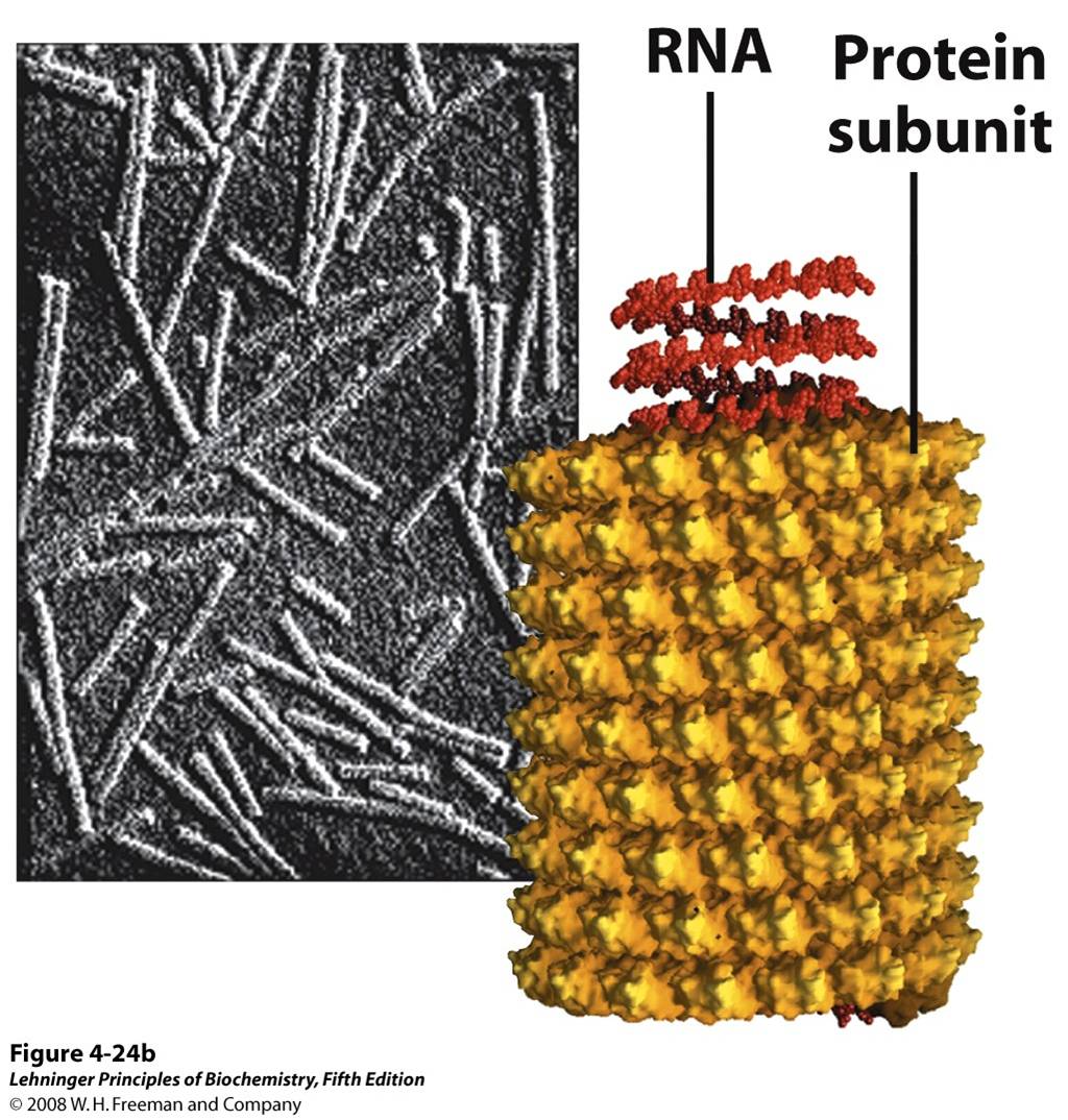 The fibers in silk cloth and in a spider web are made up of the protein fibroin