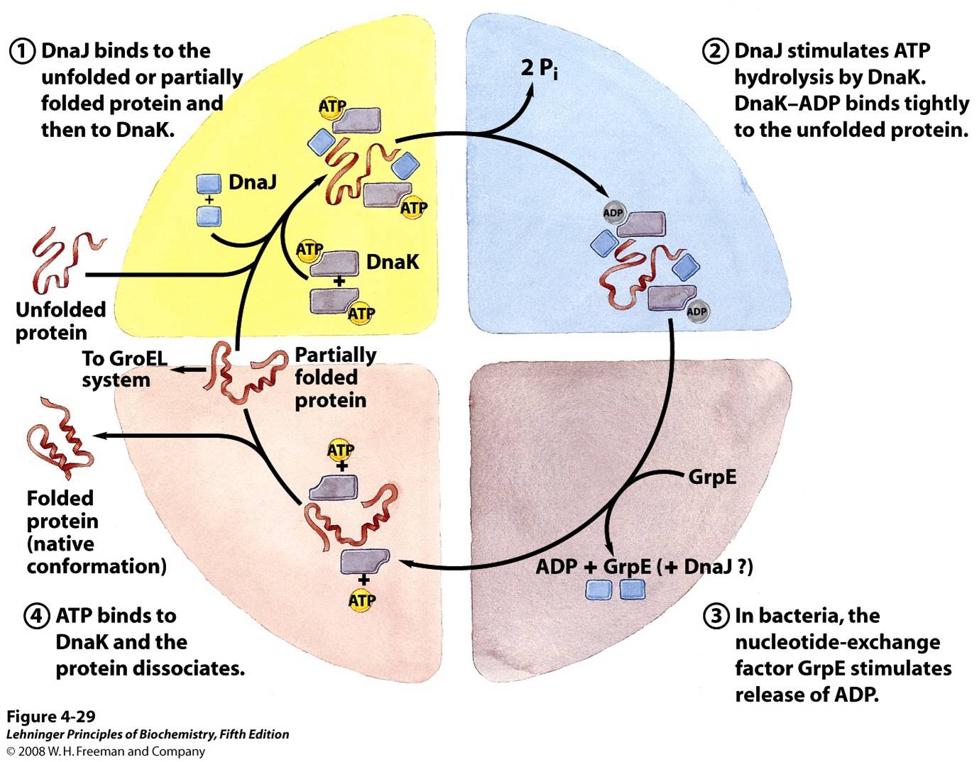 Chaperones in protein folding