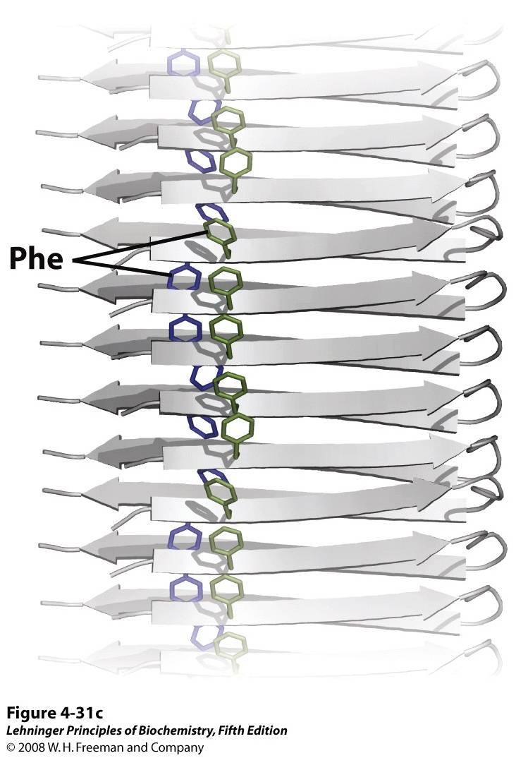 It can then assemble slowly into amyloid fibrils