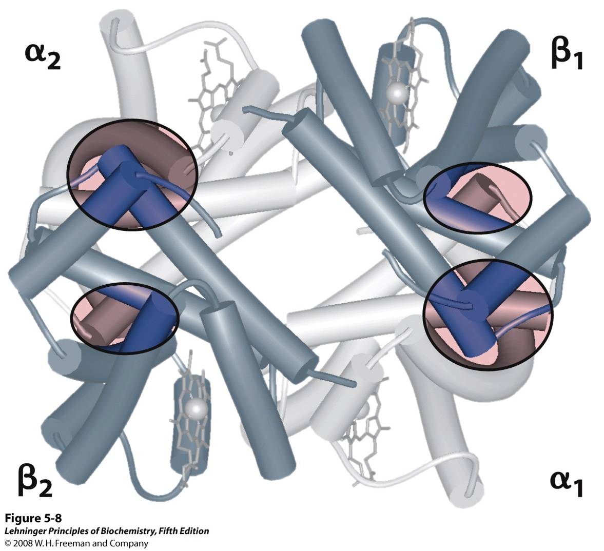 Dominant interactions between hemoglobin subunits