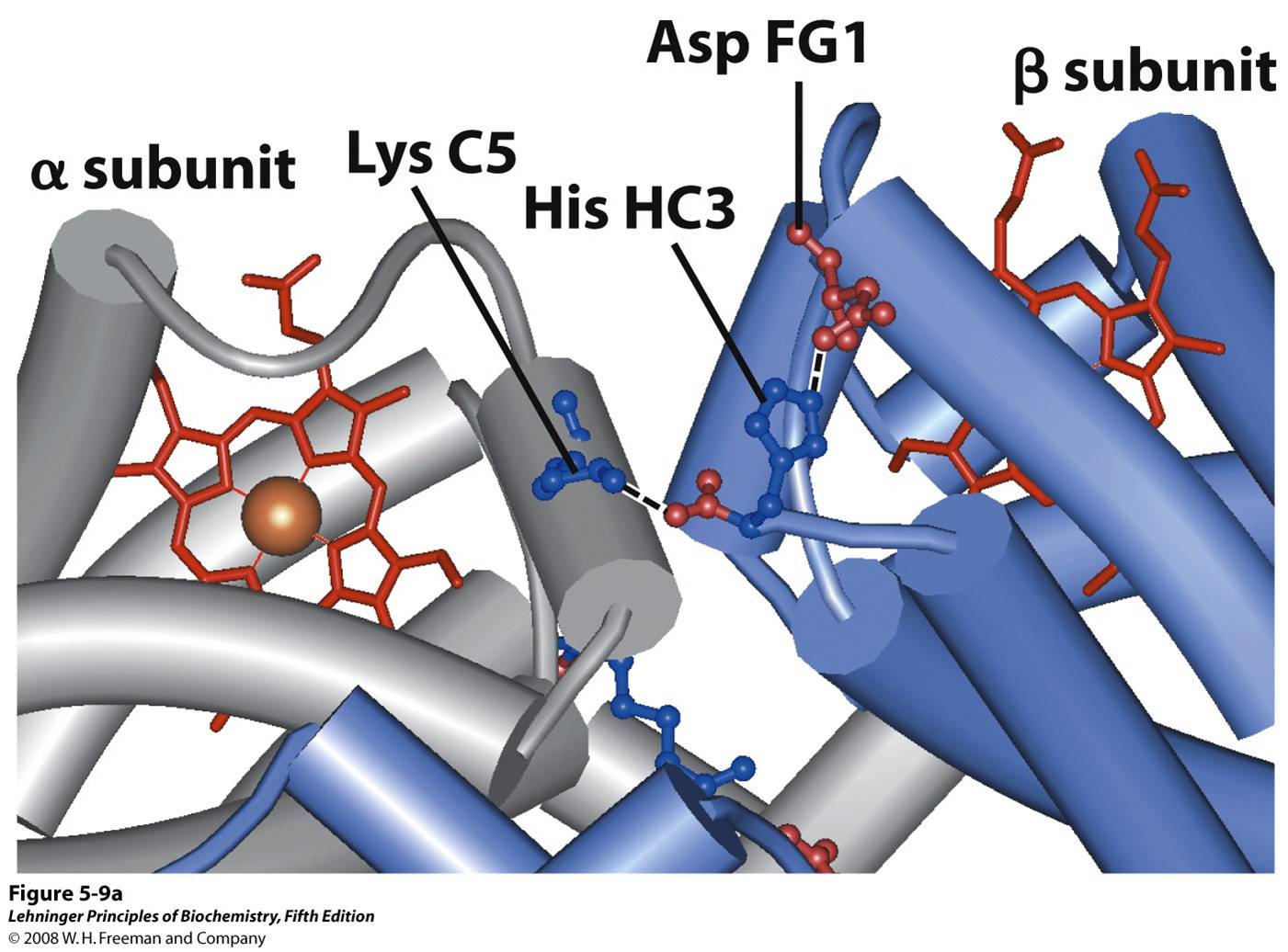 Some ion pairs that stabilize the T state of deoxyhemoglobin