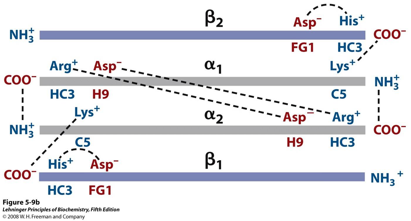 Interactions between these ion pairs, and between others