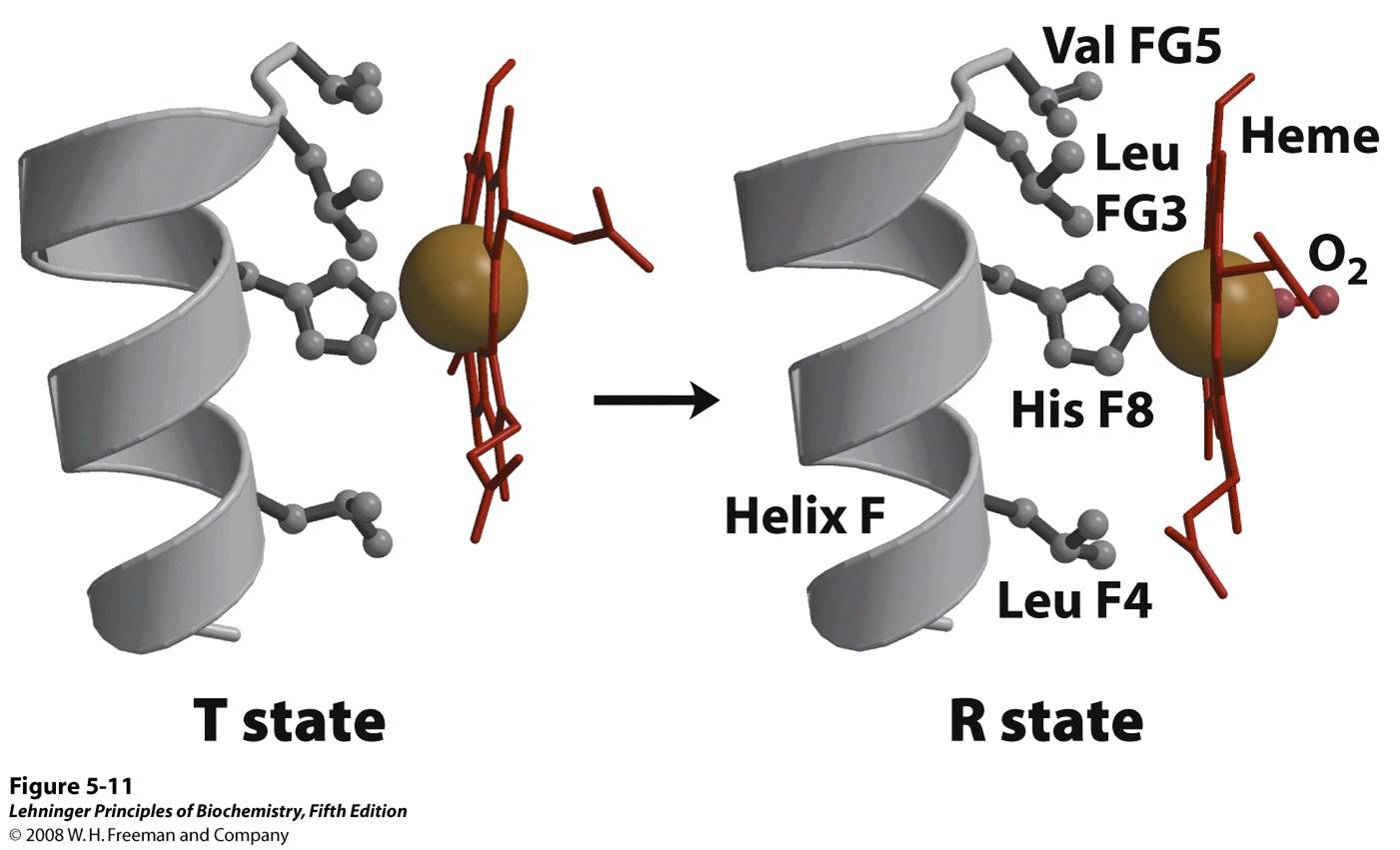 Changes in conformation near heme on O2 binding to deoxyhemoglobin