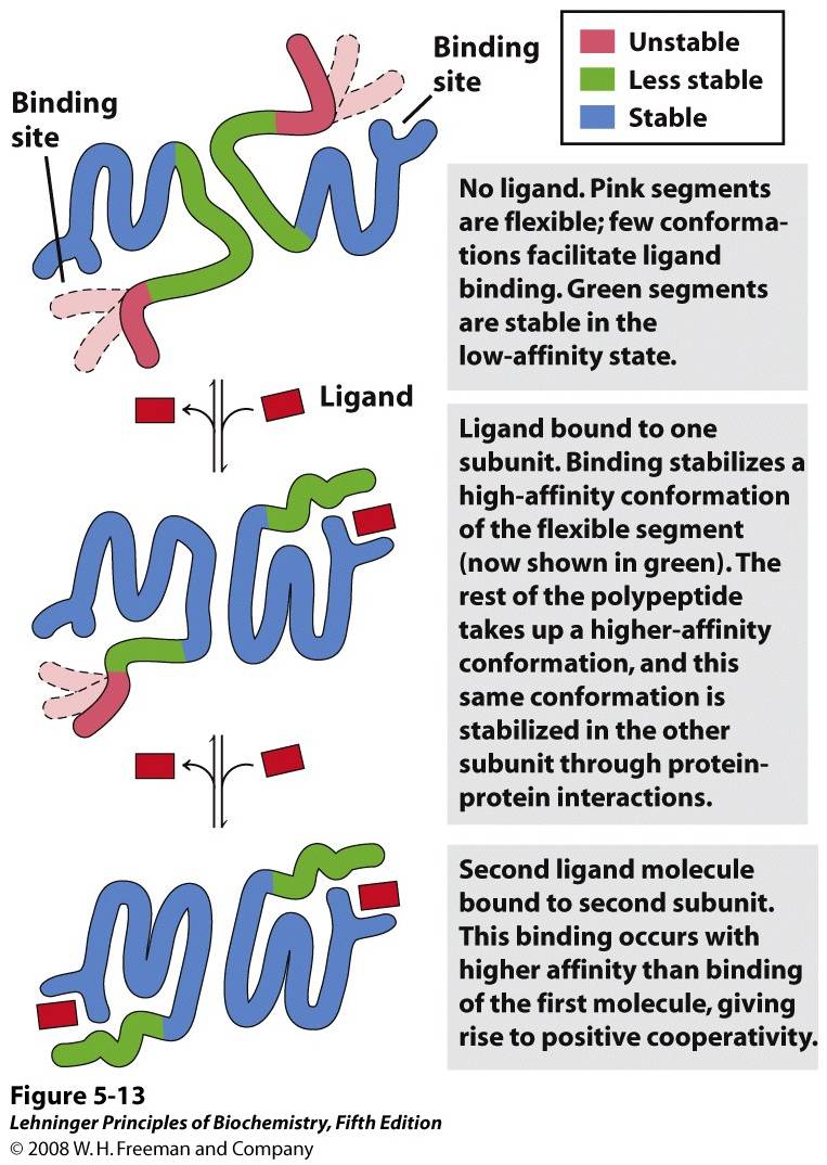 Structural changes in a multisubunit protein undergoing cooperative binding to ligand