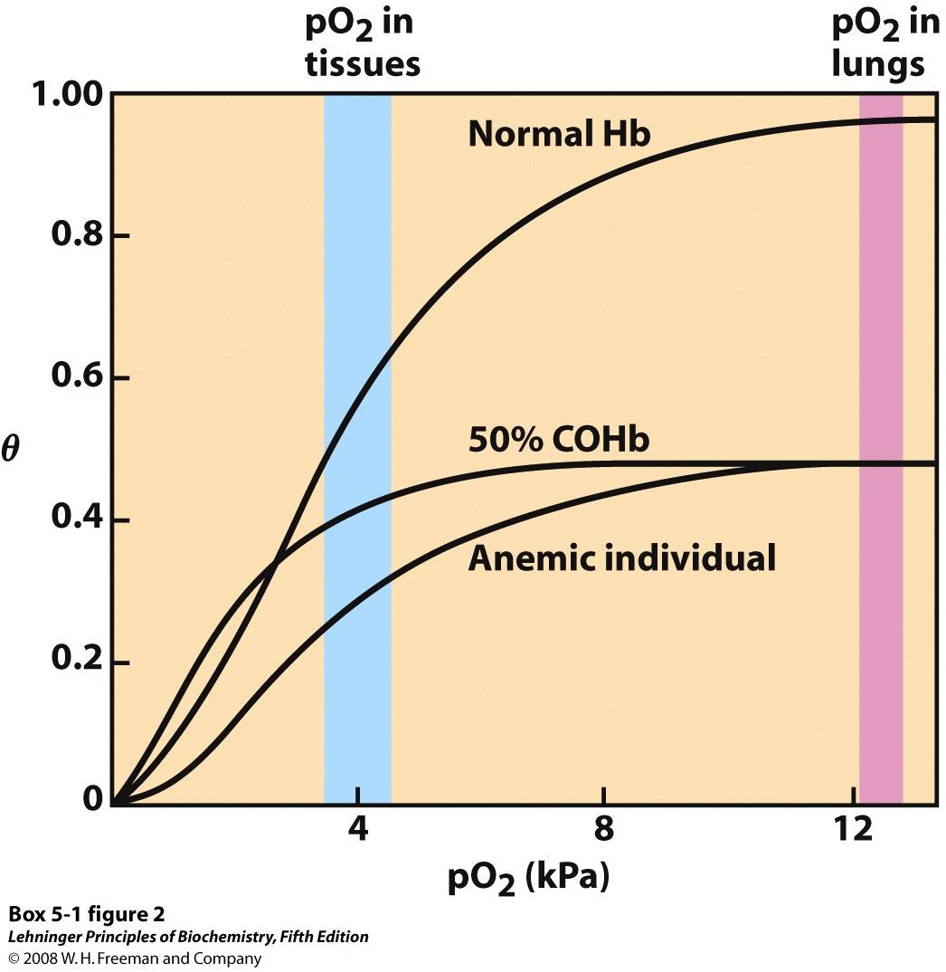 2 Several oxygen-binding curves: for normal hemoglobin