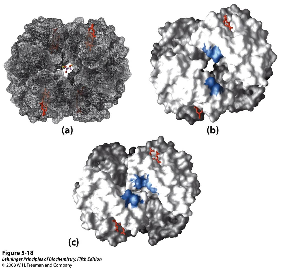 Binding of BPG to deoxyhemoglobin