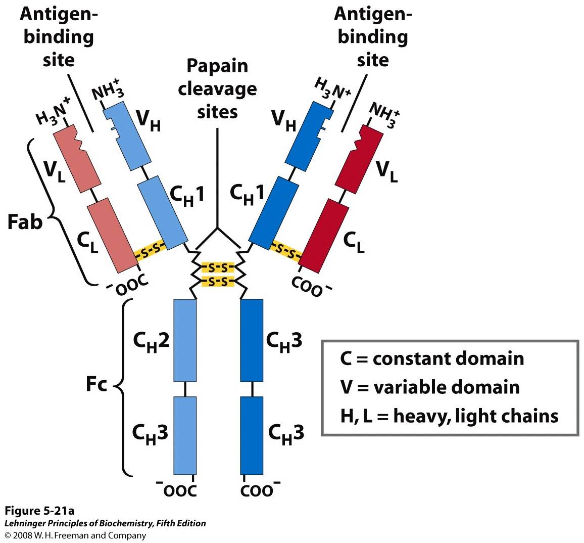 Pairs of heavy and light chains combine to form a Y-shaped molecule