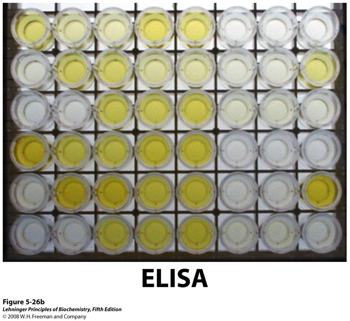 Antibody techniques. (b) An ELISA to test for the presence of herpes simplex virus (HSV