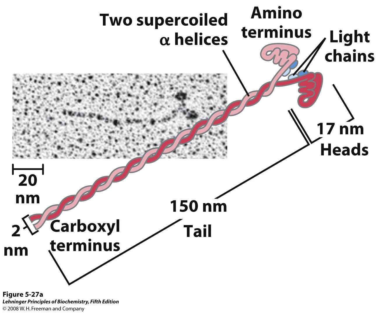 Myosin has two heavy chains (in two shades of pink),