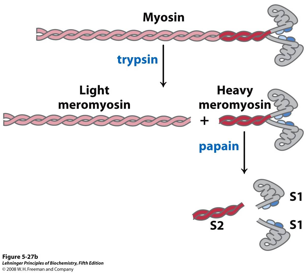 Cleavage with trypsin and papain separates the myosin heads