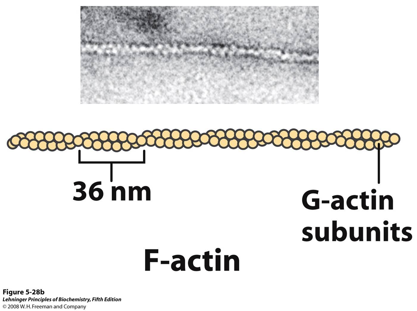 F-actin is a filamentous assemblage of G-actin monomers that polymerize