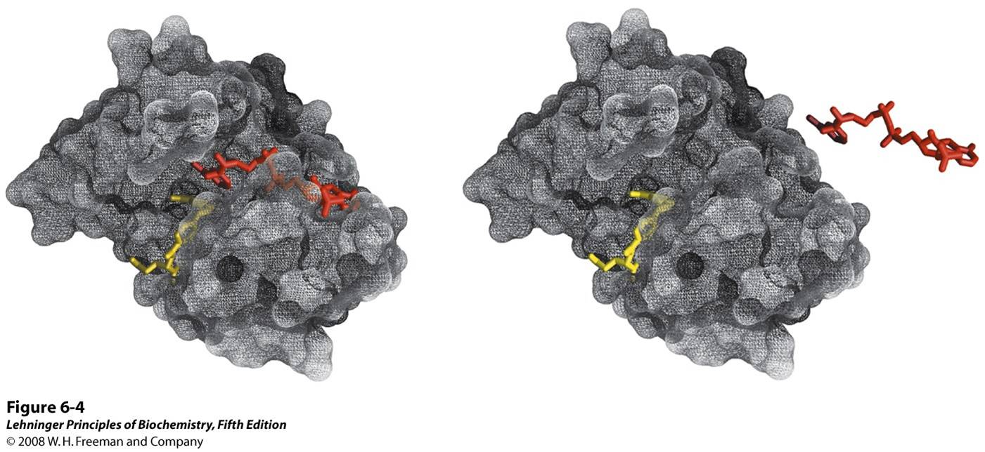 Complementary shapes of a substrate and its binding site on an enzyme