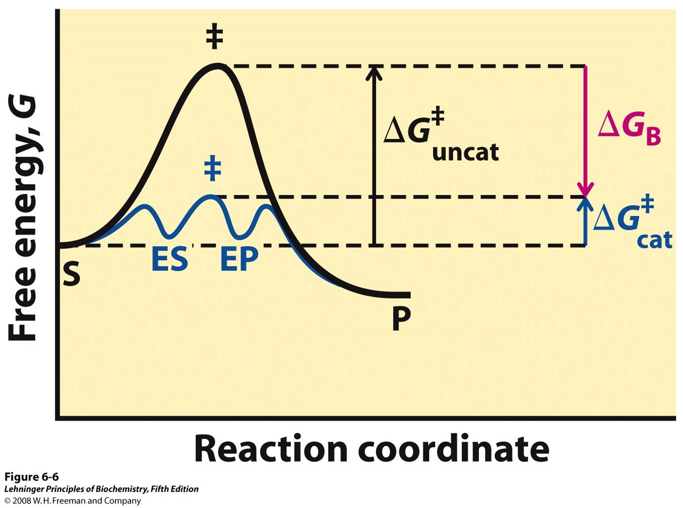 Role of binding energy in catalysis