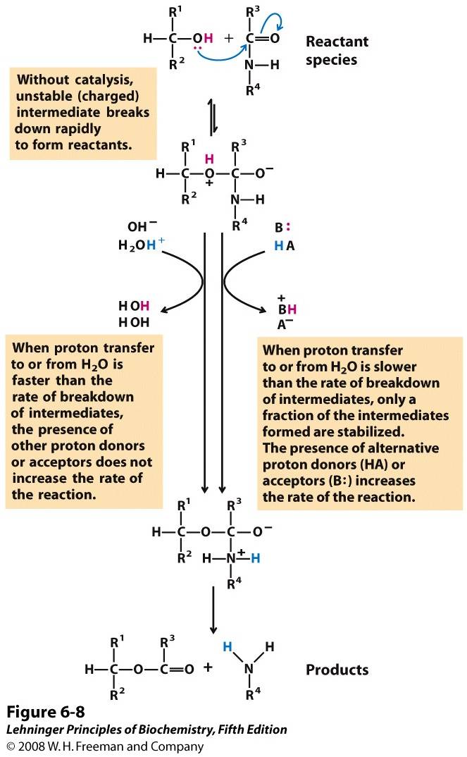 How a catalyst circumvents unfavorable charge development during cleavage of an amide