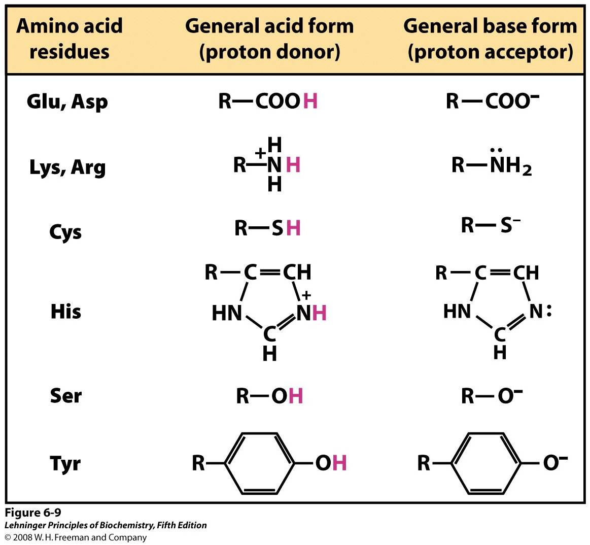 Amino acids in general acid-base catalysis