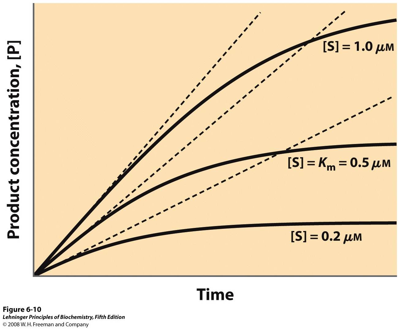 Initial velocities of enzyme-catalyzed reactions