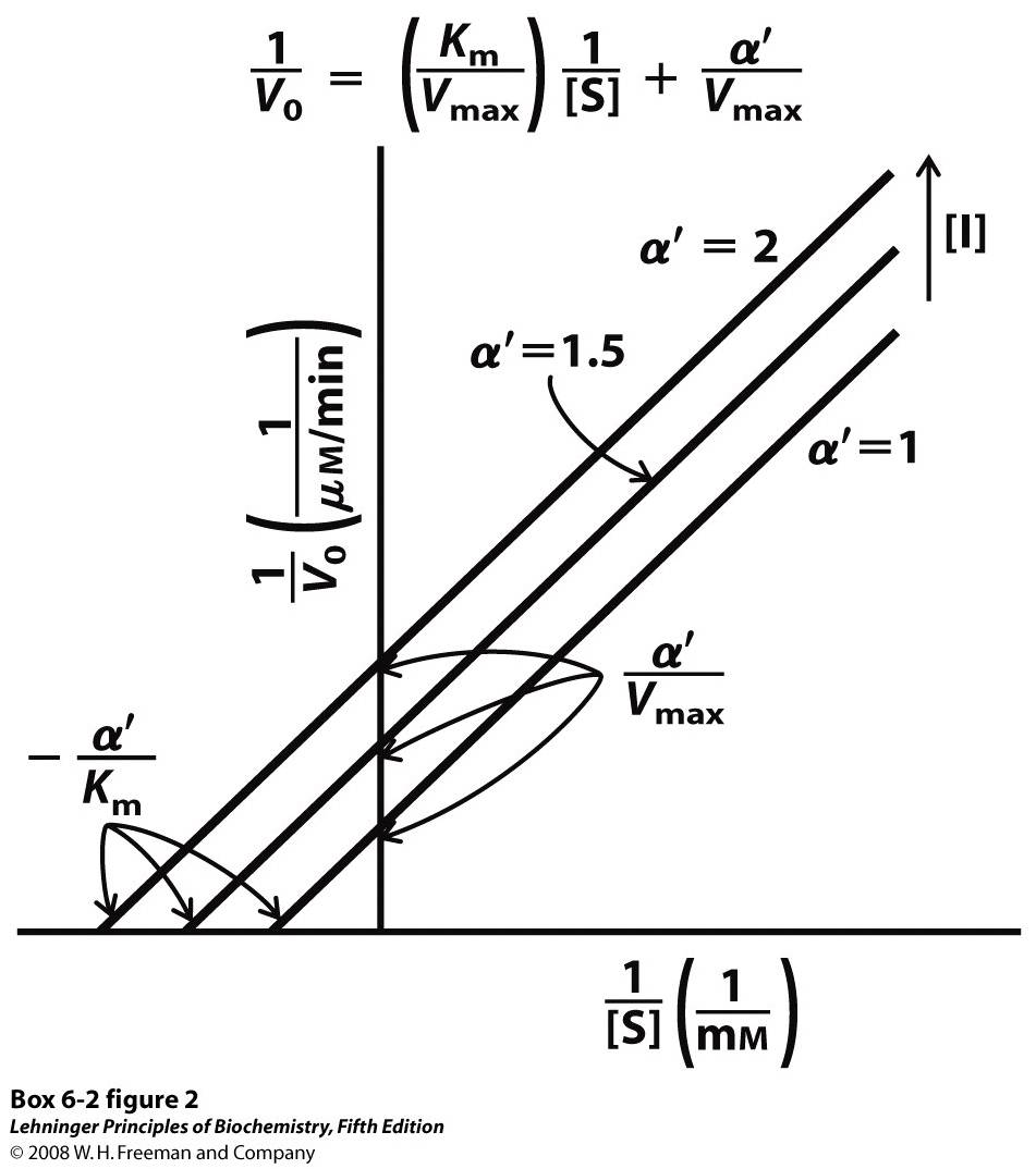 Uncompetitive inhibition.