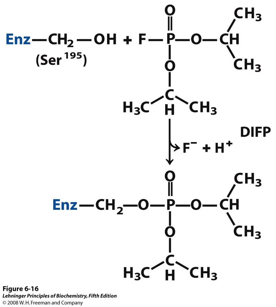 Irreversible inhibition