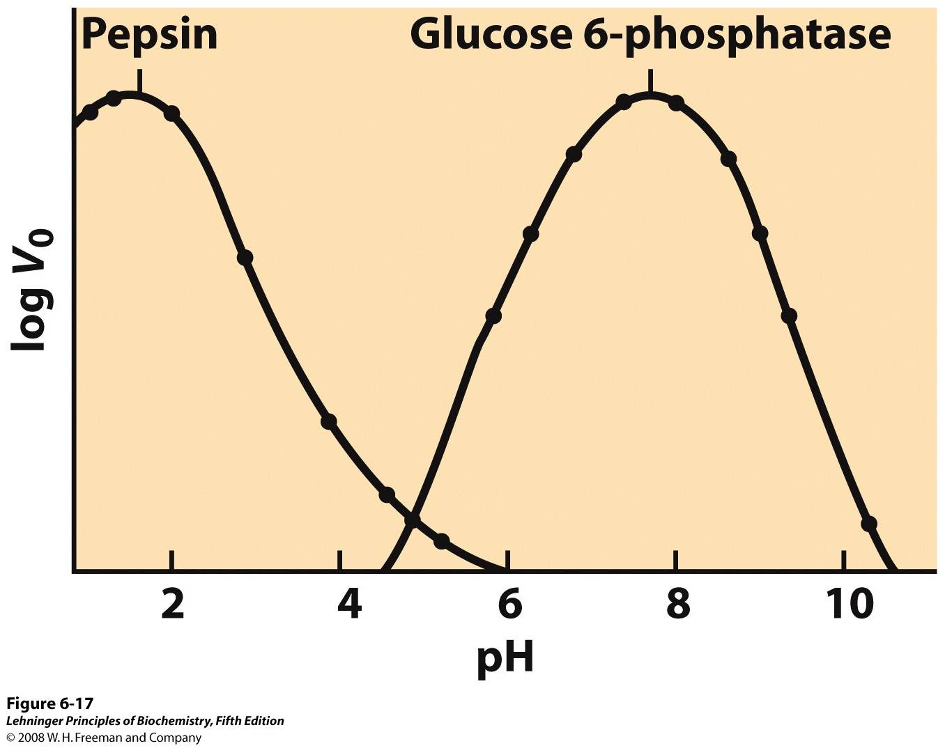 The pH-activity profiles of two enzymes