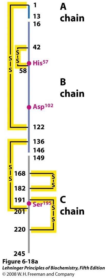 Structure of chymotrypsin