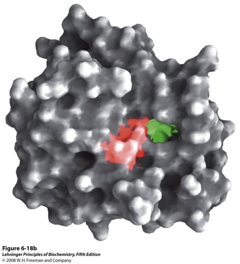 (PDB ID 7GCH) (b) A depiction of the enzyme emphasizing its surface