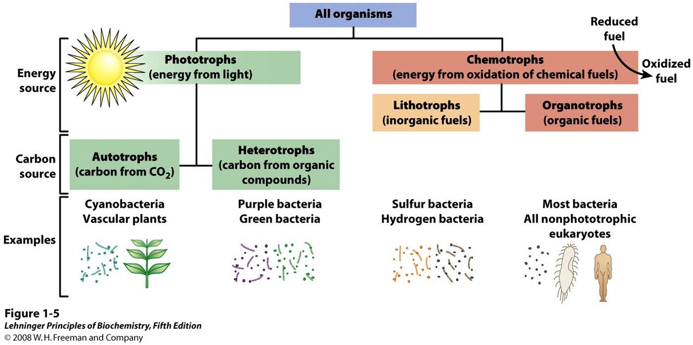 Organisms can be classified according to their source of energy