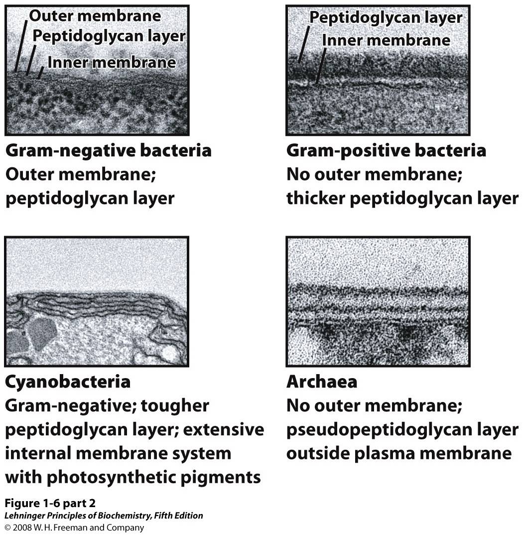 Common structural features