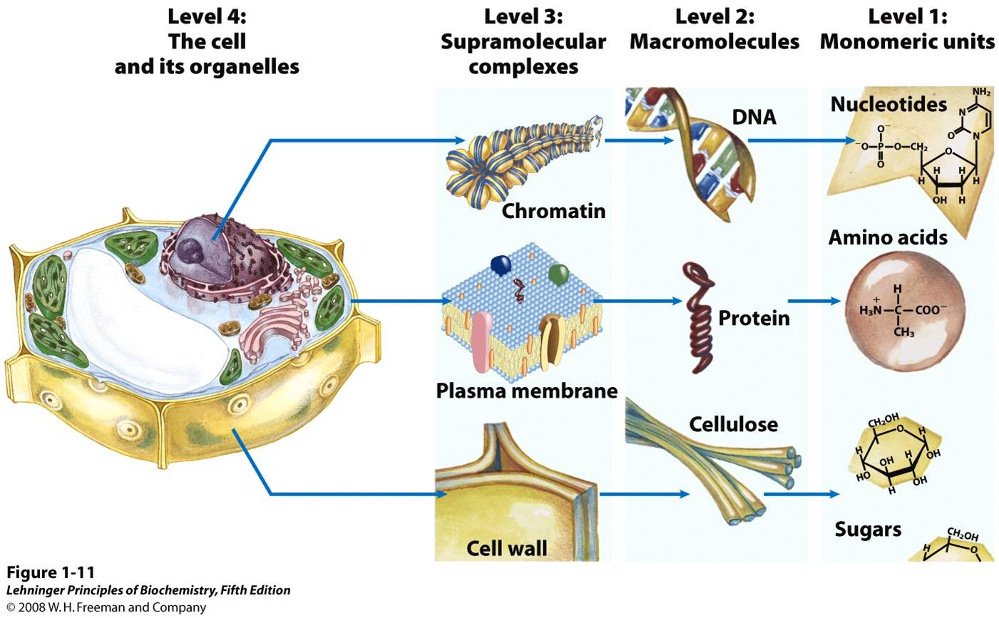 Structural hierarchy in the molecular organization of cells