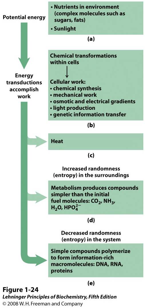 Some energy interconversions in living organisms