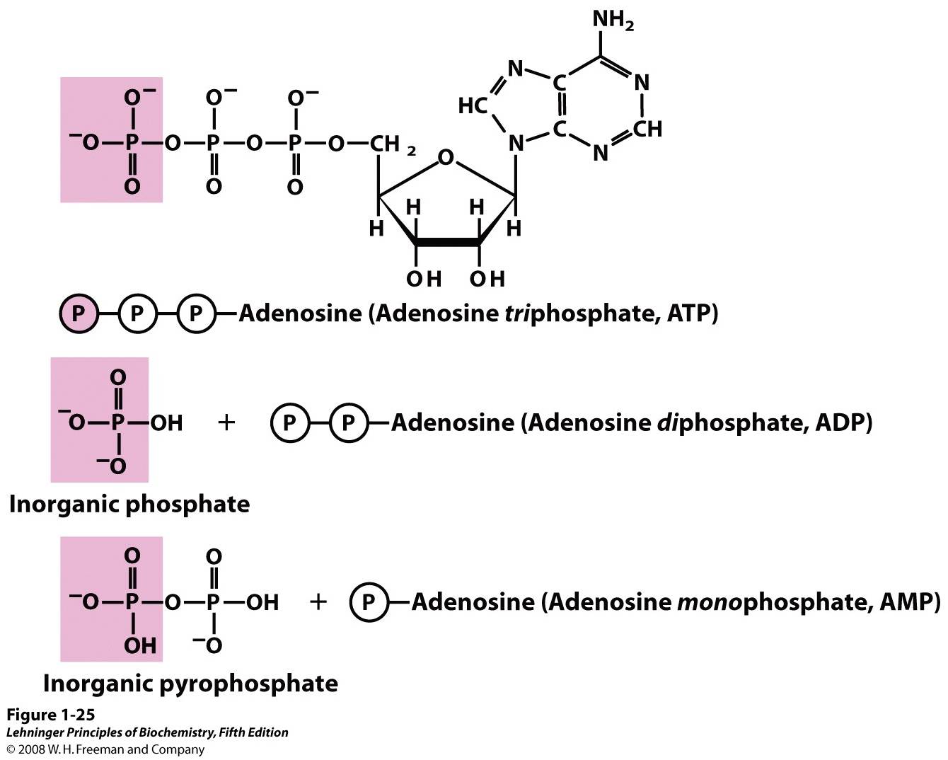 Adenosine triphosphate (ATP) provides energy