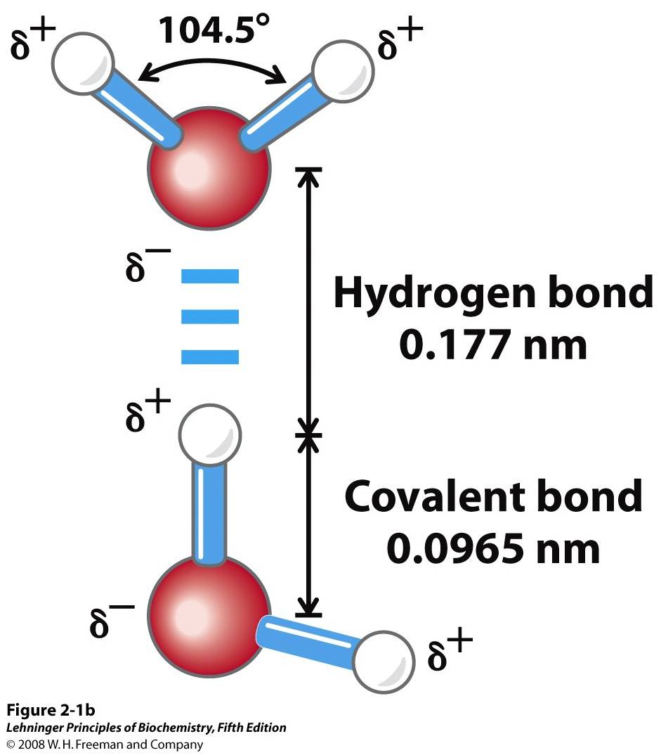 2-1b Structure of the water molecule