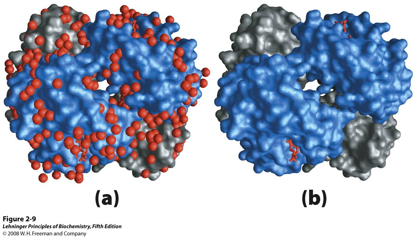 Water binding in hemoglobin